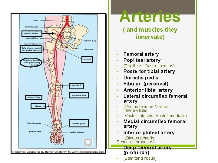 Arteries ( and muscles they innervate) • Femoral artery Popliteal artery • (Popliteus, Gastrocnemius)