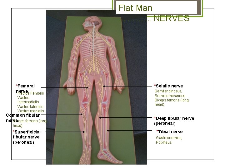 Flat Man …………NERVES *Femoral nerve Rectus Femoris Vastus intermedialis Vastus lateralis Vastus medialis Common