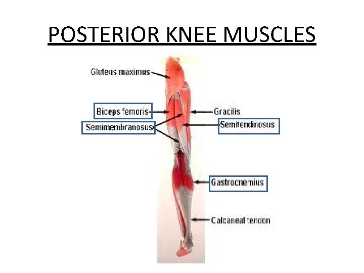 POSTERIOR KNEE MUSCLES 
