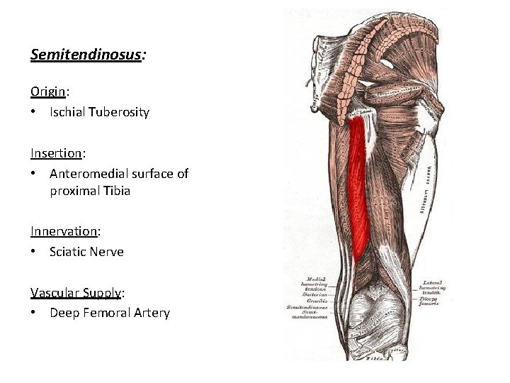 Semitendinosus: Origin: • Ischial Tuberosity Insertion: • Anteromedial surface of proximal Tibia Innervation: •