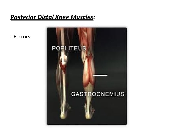 Posterior Distal Knee Muscles: - Flexors 