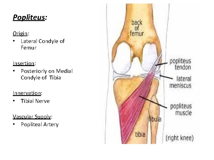 Popliteus: Origin: • Lateral Condyle of Femur Insertion: • Posteriorly on Medial Condyle of