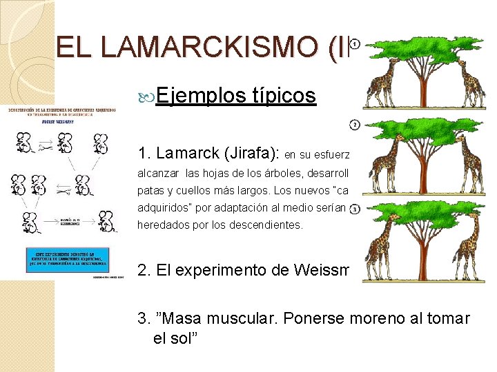EL LAMARCKISMO (II) Ejemplos típicos 1. Lamarck (Jirafa): en su esfuerzo por alcanzar las