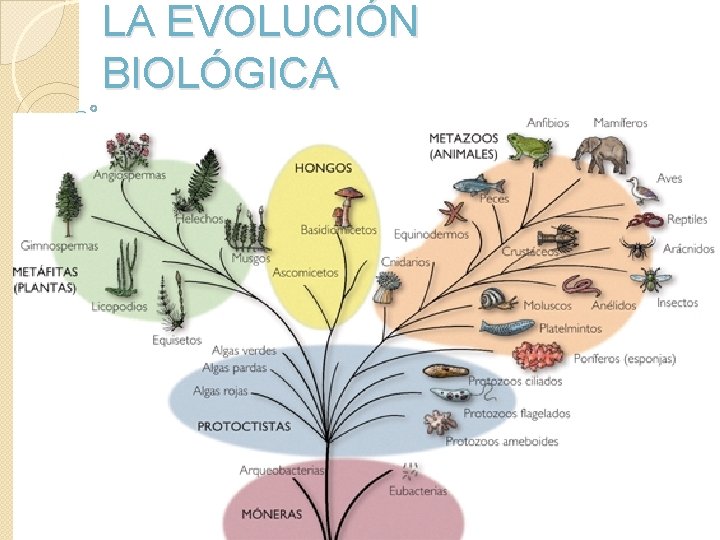 LA EVOLUCIÓN BIOLÓGICA 