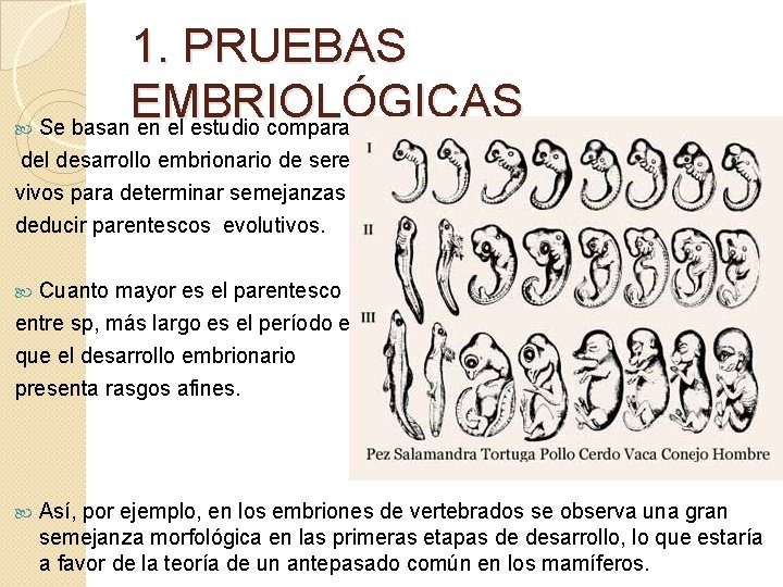  1. PRUEBAS EMBRIOLÓGICAS Se basan en el estudio comparado del desarrollo embrionario de