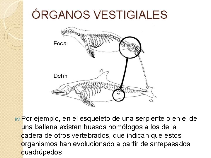 ÓRGANOS VESTIGIALES Por ejemplo, en el esqueleto de una serpiente o en el de