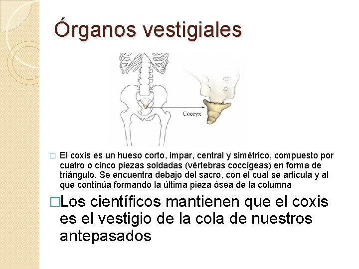 Órganos vestigiales � El coxis es un hueso corto, impar, central y simétrico, compuesto