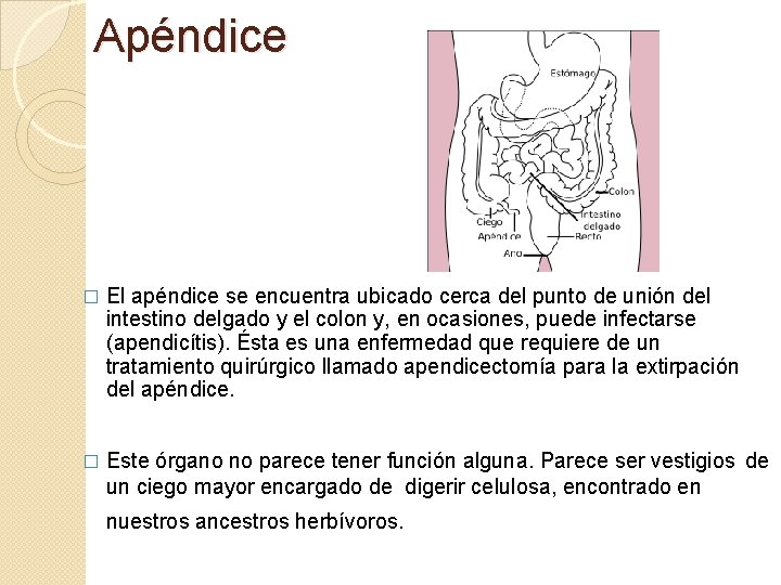 Apéndice � El apéndice se encuentra ubicado cerca del punto de unión del intestino