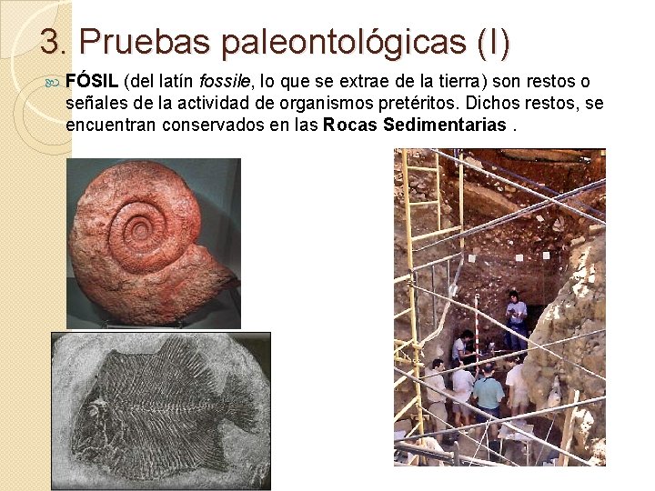 3. Pruebas paleontológicas (I) FÓSIL (del latín fossile, lo que se extrae de la