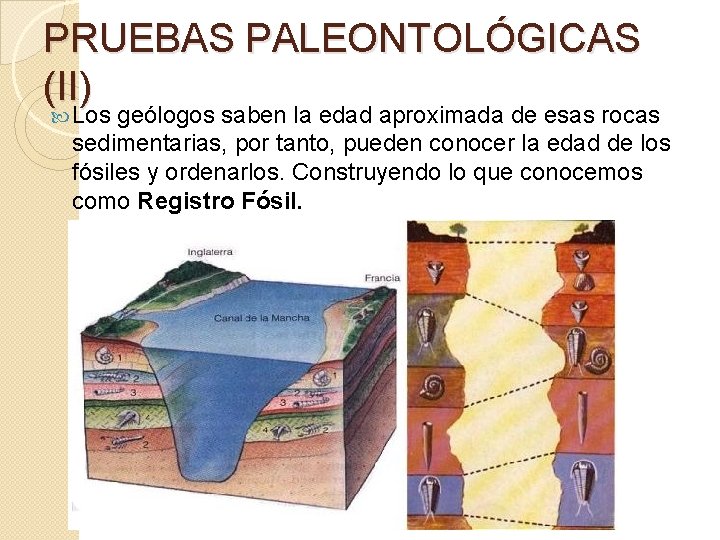 PRUEBAS PALEONTOLÓGICAS (II) Los geólogos saben la edad aproximada de esas rocas sedimentarias, por