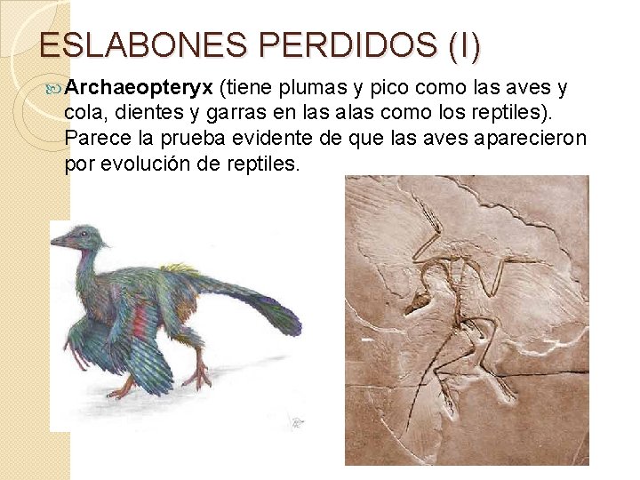 ESLABONES PERDIDOS (I) Archaeopteryx (tiene plumas y pico como las aves y cola, dientes