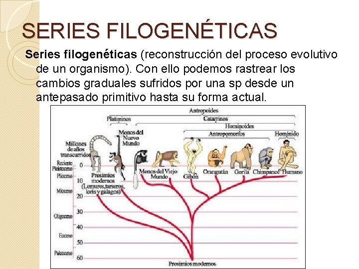 SERIES FILOGENÉTICAS Series filogenéticas (reconstrucción del proceso evolutivo de un organismo). Con ello podemos