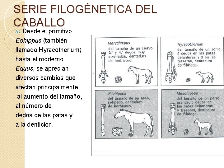 SERIE FILOGÉNETICA DEL CABALLO Desde el primitivo Eohippus (también llamado Hyracotherium) hasta el moderno