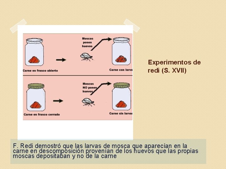 Experimentos de redi (S. XVII) F. Redi demostró que las larvas de mosca que