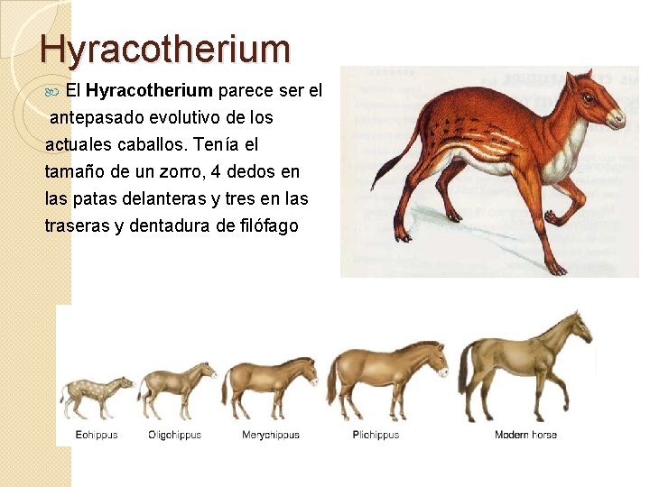 Hyracotherium El Hyracotherium parece ser el antepasado evolutivo de los actuales caballos. Tenía el