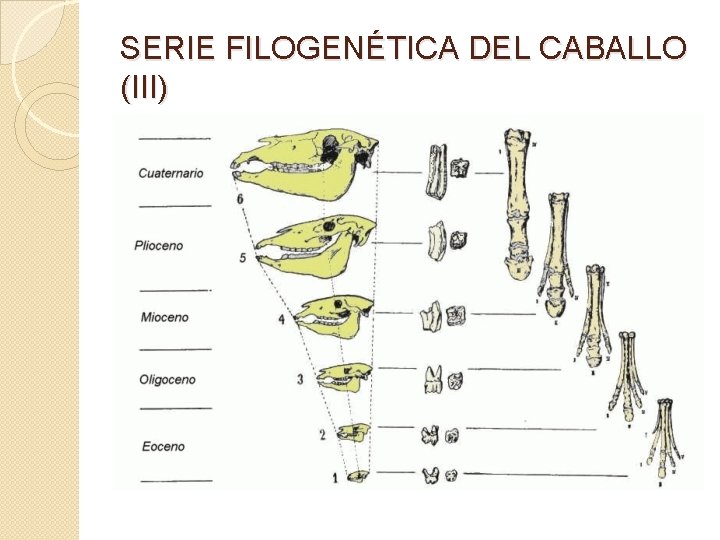 SERIE FILOGENÉTICA DEL CABALLO (III) 