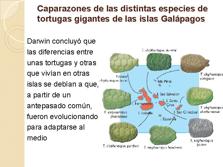 Caparazones de las distintas especies de tortugas gigantes de las islas Galápagos Darwin concluyó