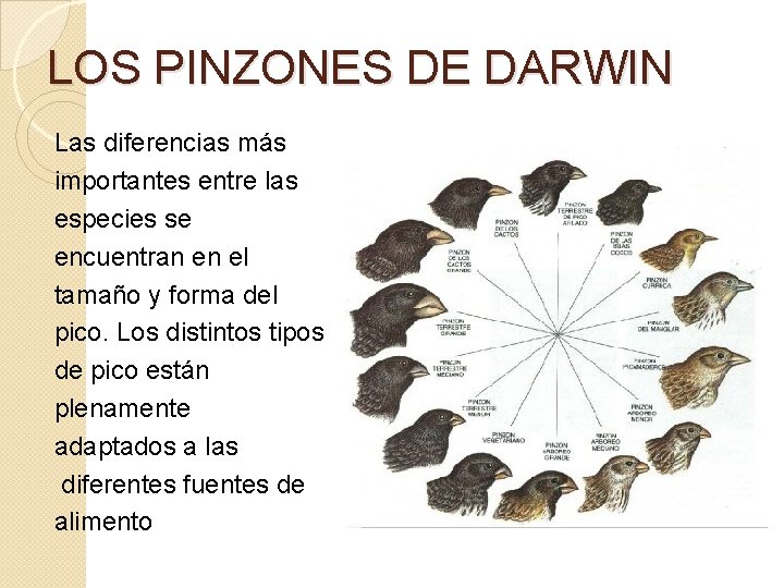 LOS PINZONES DE DARWIN Las diferencias más importantes entre las especies se encuentran en