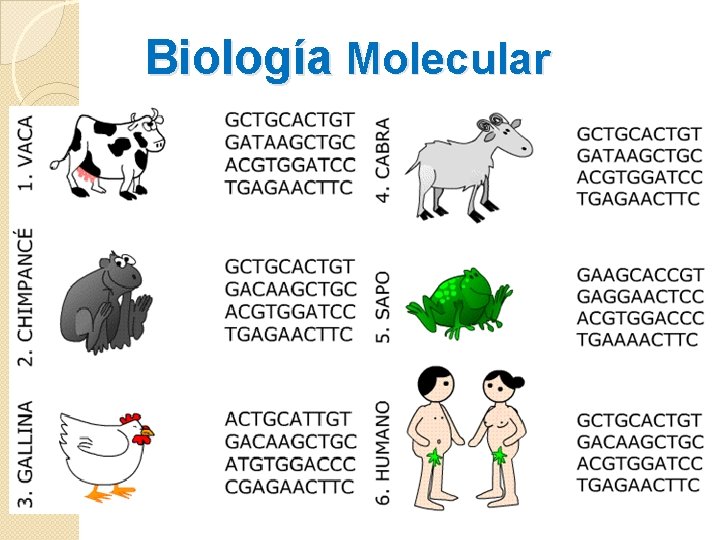 Biología Molecular 