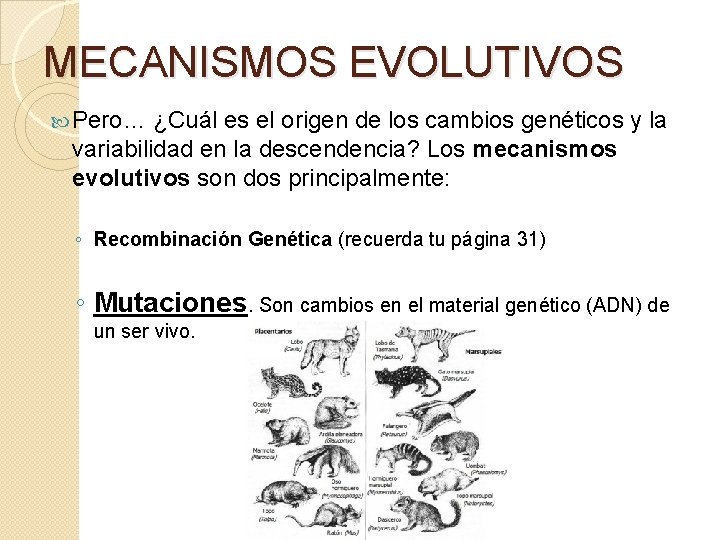 MECANISMOS EVOLUTIVOS Pero… ¿Cuál es el origen de los cambios genéticos y la variabilidad