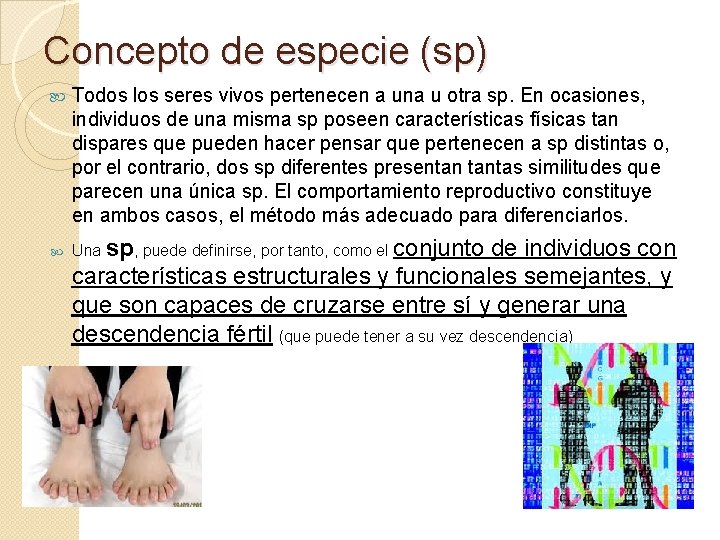 Concepto de especie (sp) Todos los seres vivos pertenecen a una u otra sp.