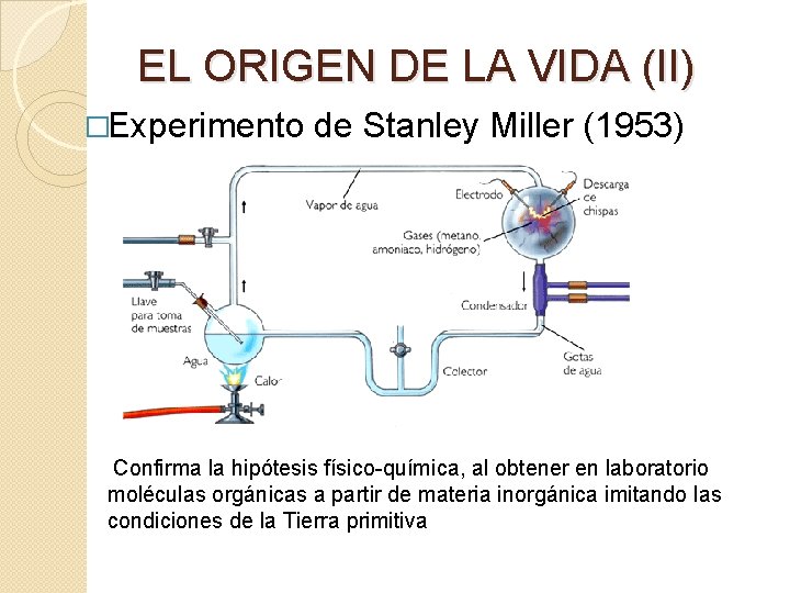 EL ORIGEN DE LA VIDA (II) �Experimento de Stanley Miller (1953) Confirma la hipótesis