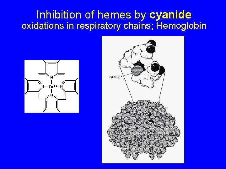 Inhibition of hemes by cyanide oxidations in respiratory chains; Hemoglobin 