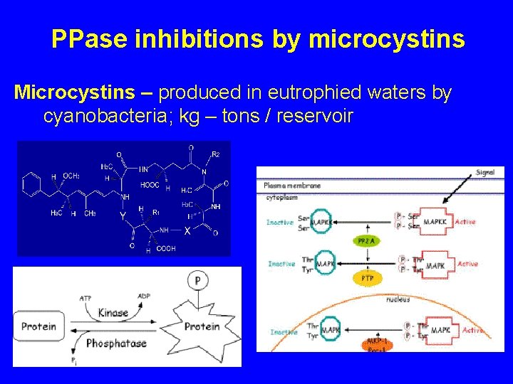 PPase inhibitions by microcystins Microcystins – produced in eutrophied waters by cyanobacteria; kg –
