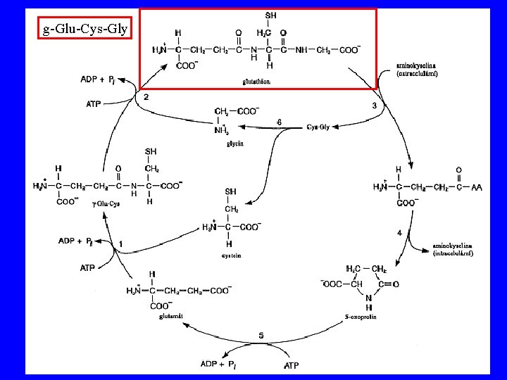 g-Glu-Cys-Gly 