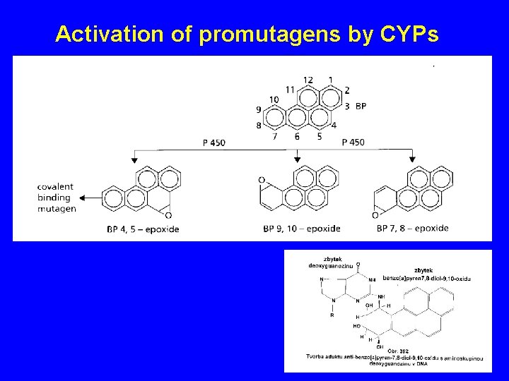 Activation of promutagens by CYPs 