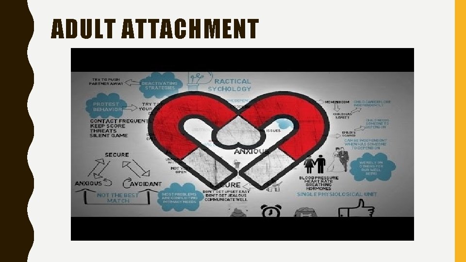 ADULT ATTACHMENT 