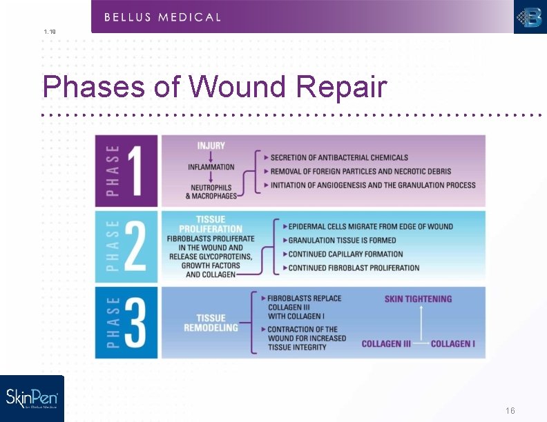 1. 19 Phases of Wound Repair 16 