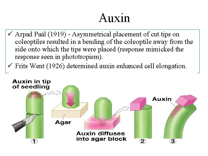 Auxin ü Arpad Paál (1919) - Asymmetrical placement of cut tips on coleoptiles resulted