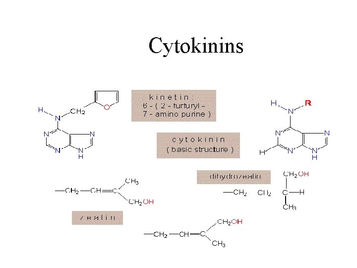 Cytokinins 