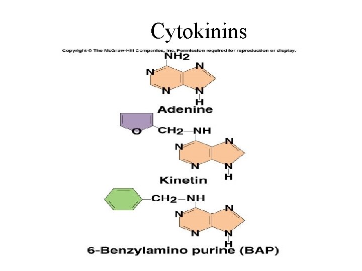 Cytokinins 