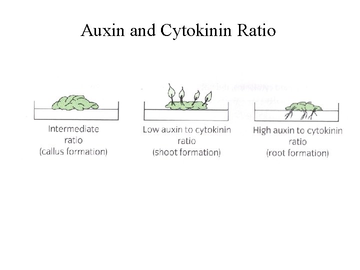 Auxin and Cytokinin Ratio 