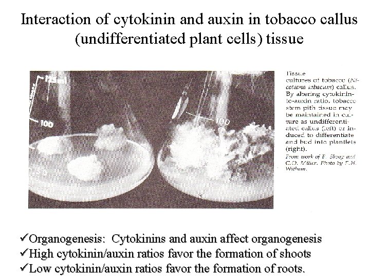 Interaction of cytokinin and auxin in tobacco callus (undifferentiated plant cells) tissue üOrganogenesis: Cytokinins