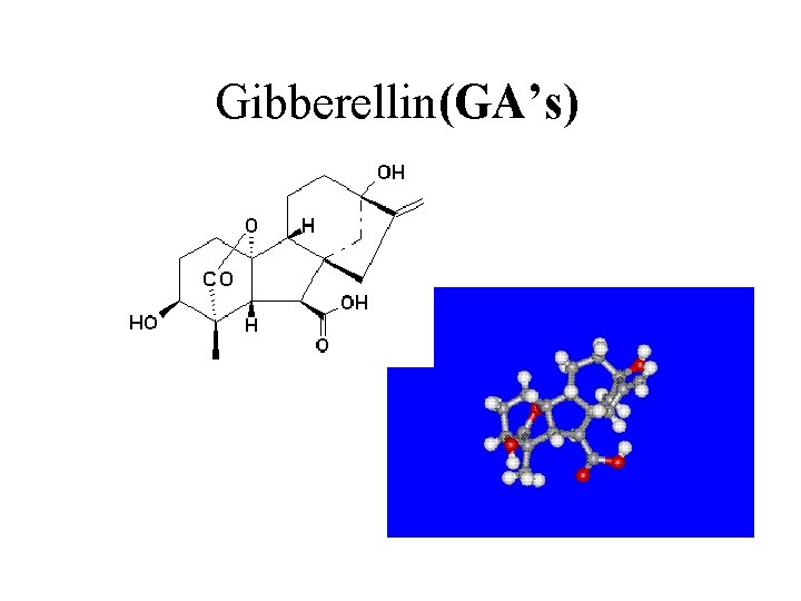 Gibberellin(GA’s) 