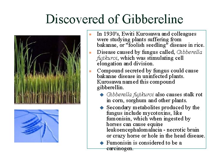 Discovered of Gibbereline n n n In 1930's, Ewiti Kurosawa and colleagues were studying