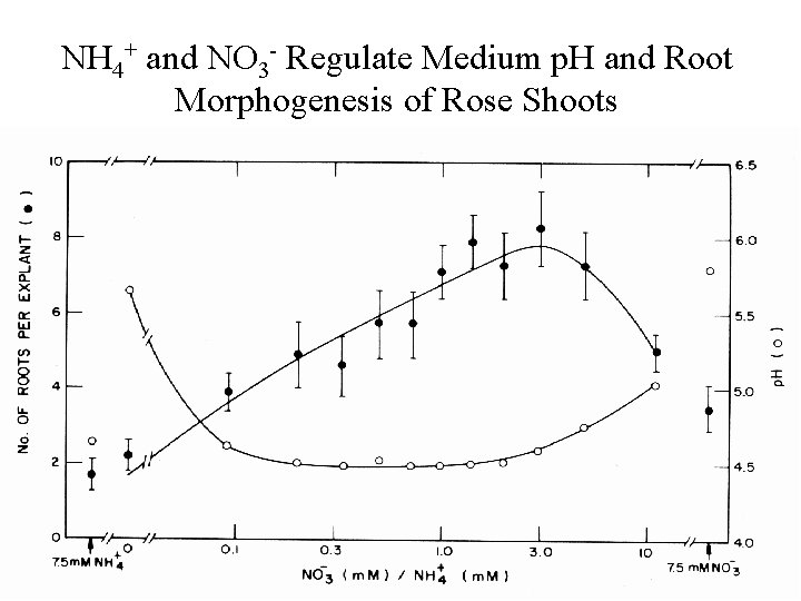 NH 4+ and NO 3 - Regulate Medium p. H and Root Morphogenesis of