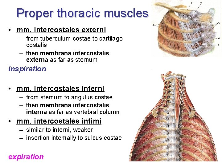 Proper thoracic muscles • mm. intercostales externi – from tuberculum costae to cartilago costalis