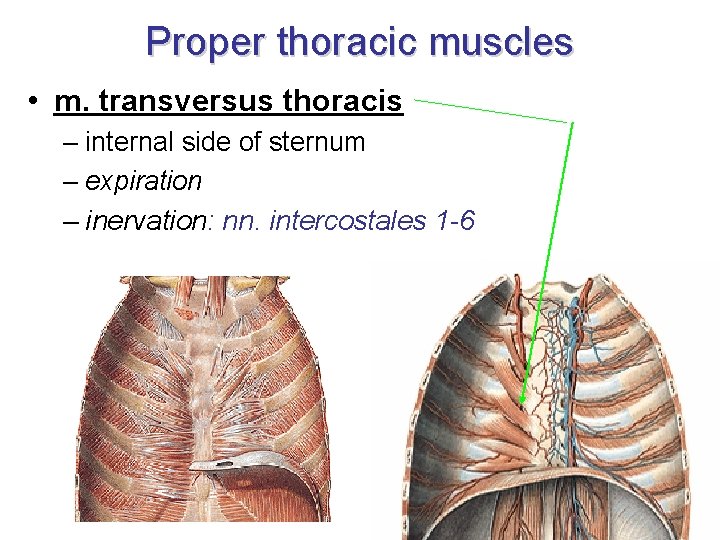 Proper thoracic muscles • m. transversus thoracis – internal side of sternum – expiration