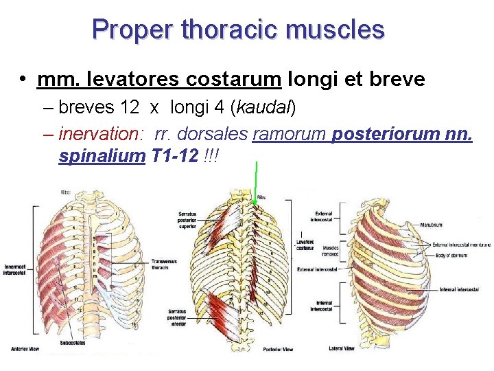 Proper thoracic muscles • mm. levatores costarum longi et breve – breves 12 x