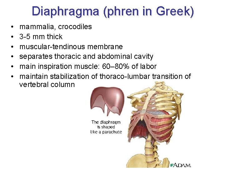 Diaphragma (phren in Greek) • • • mammalia, crocodiles 3 -5 mm thick muscular-tendinous