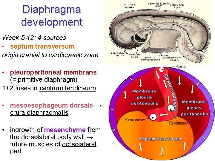 Diaphragma development Week 5 -12: 4 sources • septum transversum origin cranial to cardiogenic