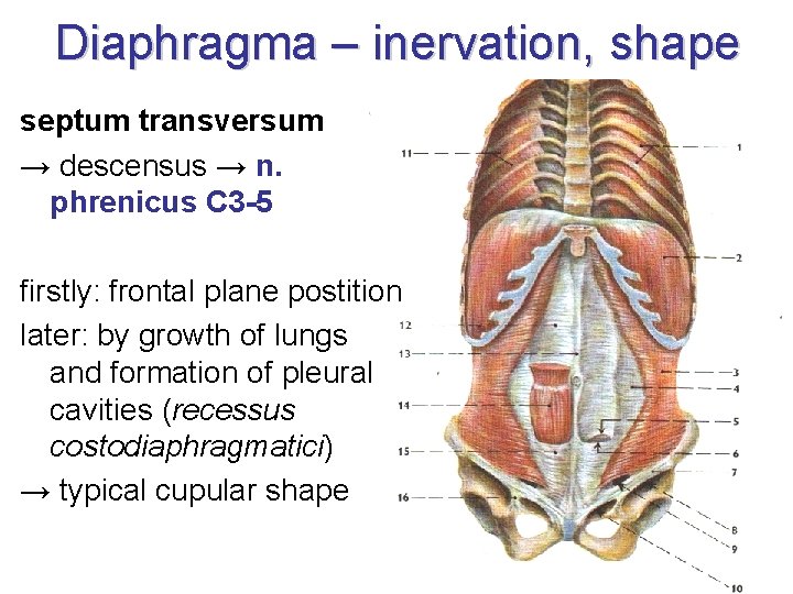 Diaphragma – inervation, shape septum transversum → descensus → n. phrenicus C 3 -5