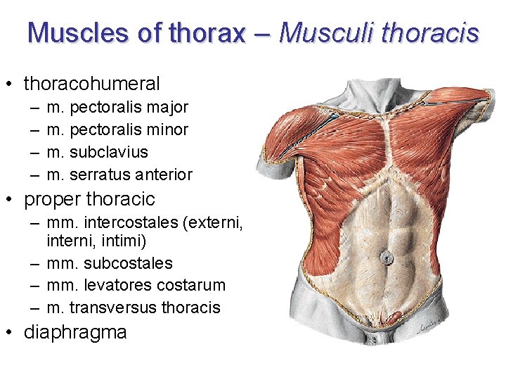 Muscles of thorax – Musculi thoracis • thoracohumeral – – m. pectoralis major m.