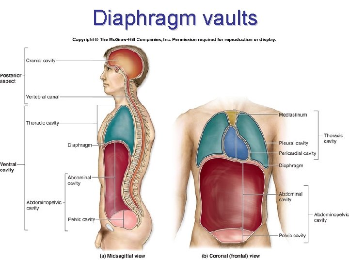 Diaphragm vaults 