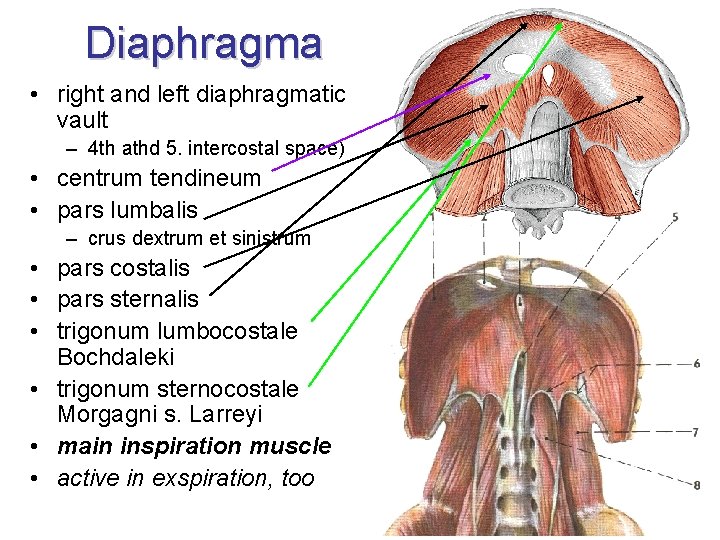 Diaphragma • right and left diaphragmatic vault – 4 th athd 5. intercostal space)