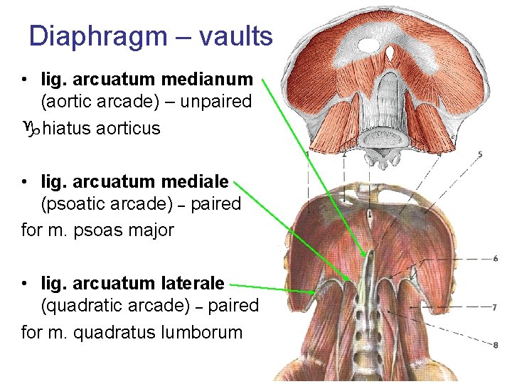 Diaphragm – vaults • lig. arcuatum medianum (aortic arcade) – unpaired hiatus aorticus •